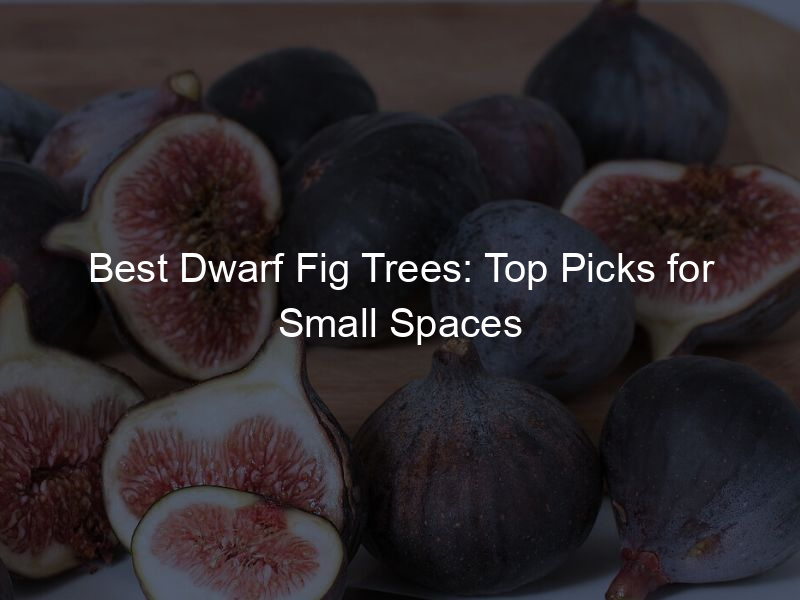 Best Dwarf Fig Trees: Top Picks for Small Spaces