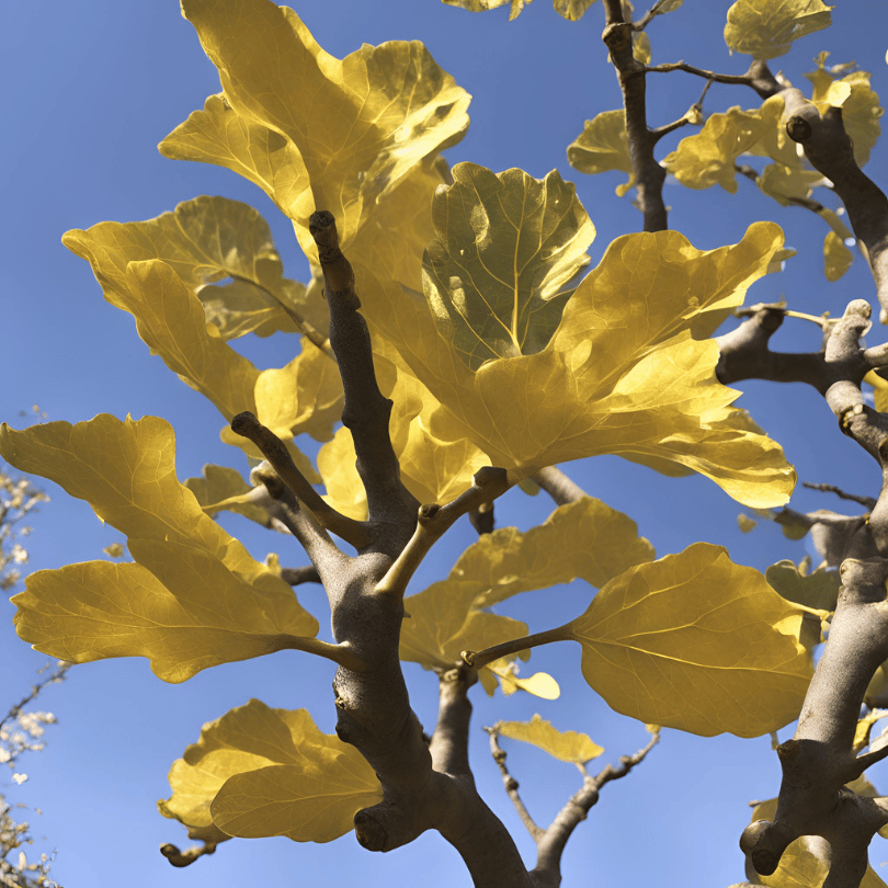 fig tree yellow