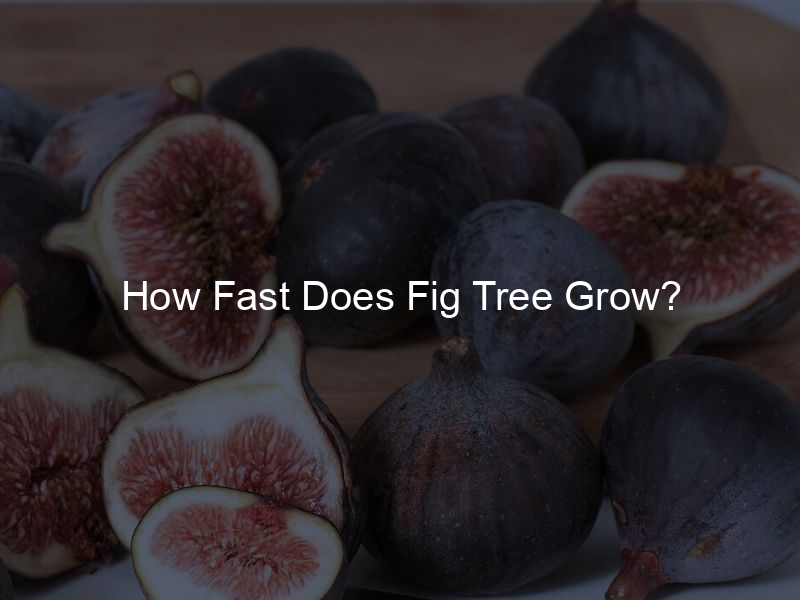 How Fast Does Fig Tree Grow?