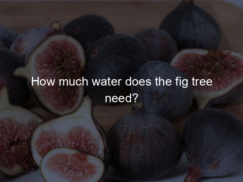 How much water does the fig tree need?