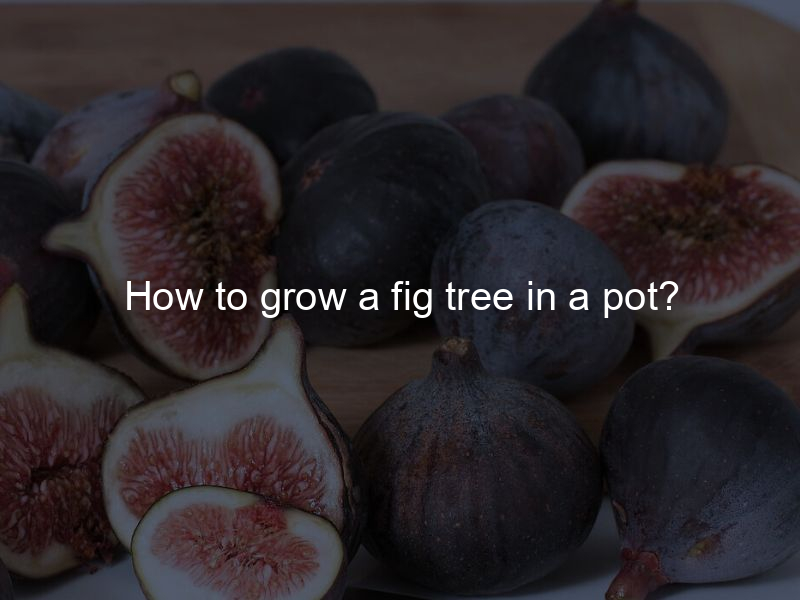 How to grow a fig tree in a pot?