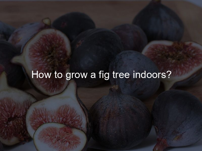 How to grow a fig tree indoors?